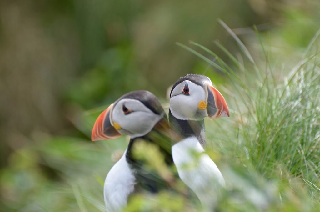 puffin, Scotland