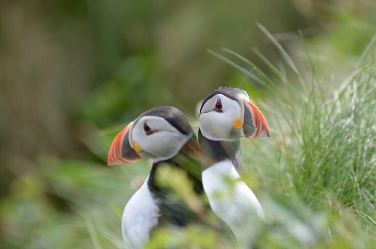 puffin, Scotland