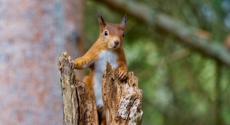 TIME SPENT IN TREES IS NEVER A WASTE OF TIME