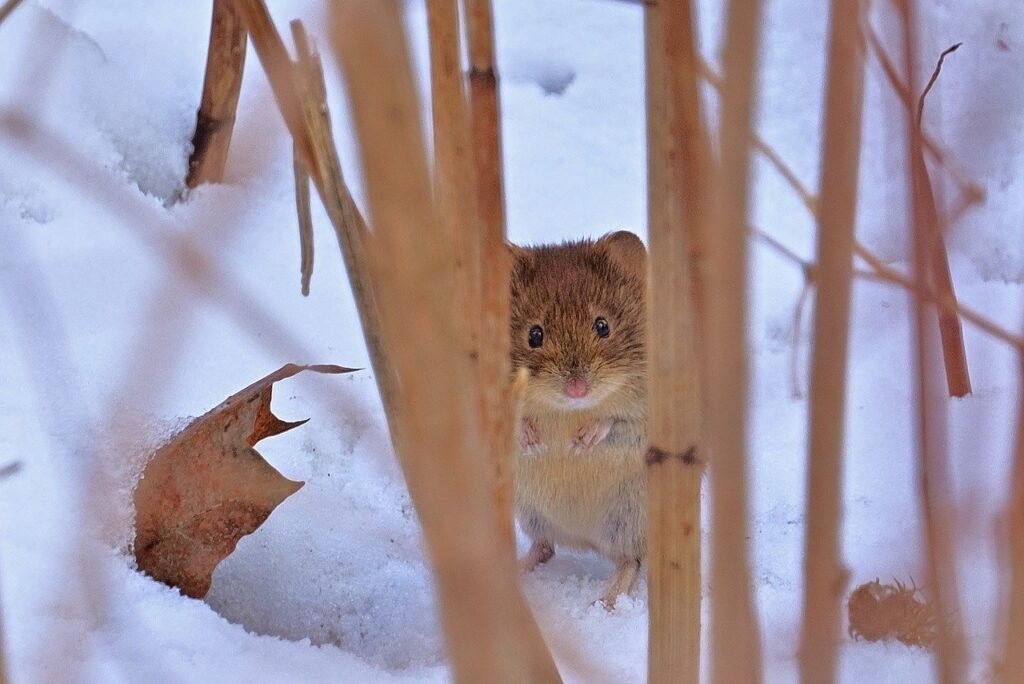 wood mouse, snow, winter