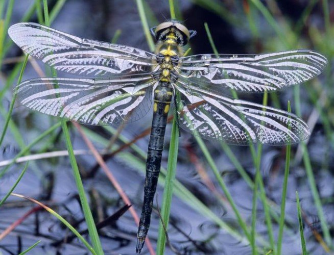 NATURE'S FINESSE IS MIRACULOUS