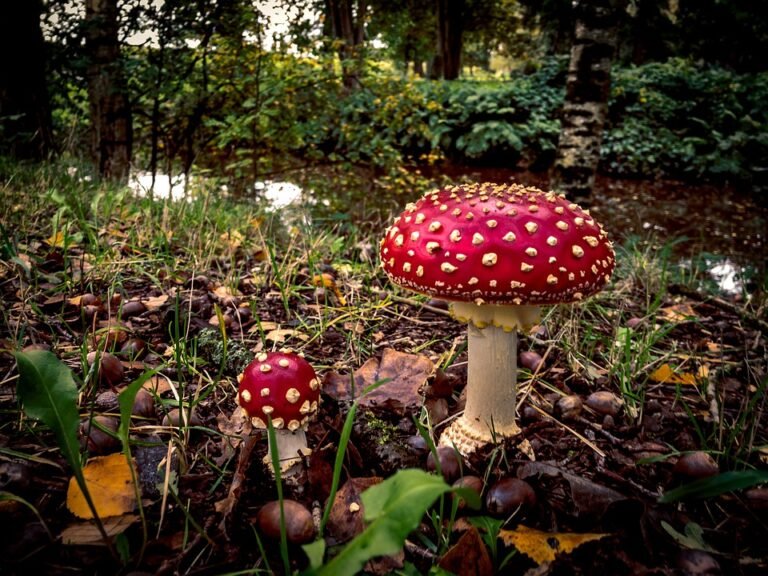 NATURE INSPIRES FAIRY HOMES