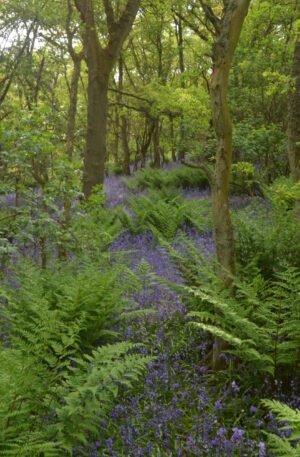 BLUEBELL FOREST