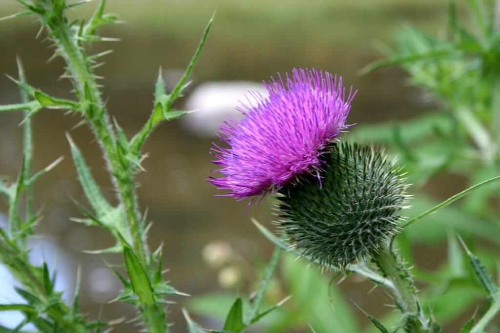 thistle, close-up, floral-71654.jpg